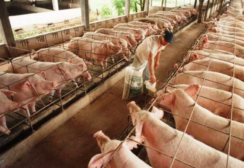 Profunda preocupación de los productores porcinos de la Provincia de Buenos Aires