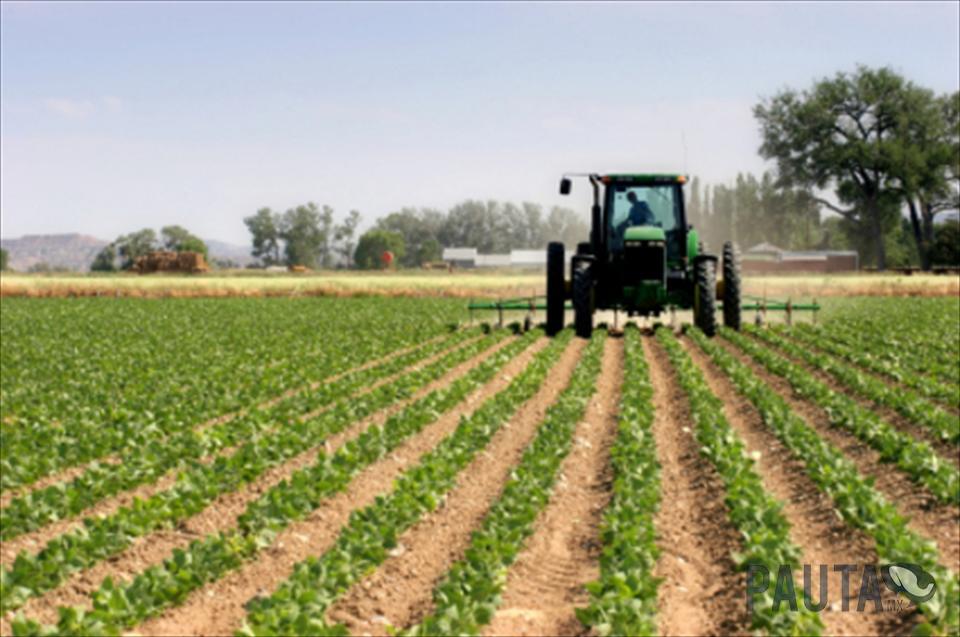 La participación del productor en los precios continúa en baja: en mayo, fue de sólo un 22,3%