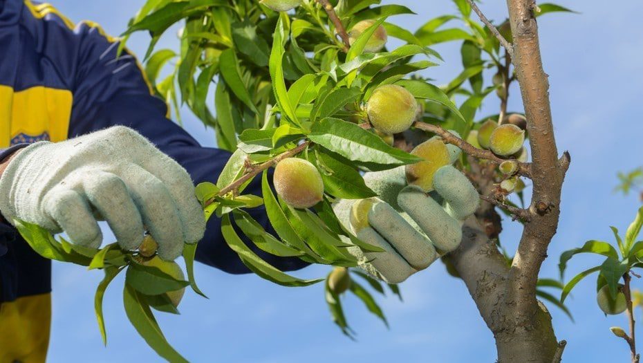 Buenas Prácticas Agrícolas Sustentables en productos frutihortícolas