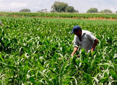Se aprobó la resolución para ampliación de uso de fitosanitarios