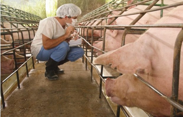 Preocupa el resguardo sanitario de la producción porcina en Argentina