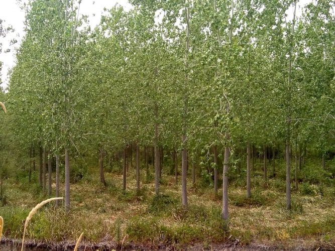 Ley de Inversiones para Bosques Cultivados