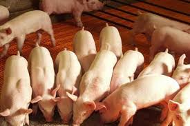 Actualización del marco normativo de los alimentos para animales
