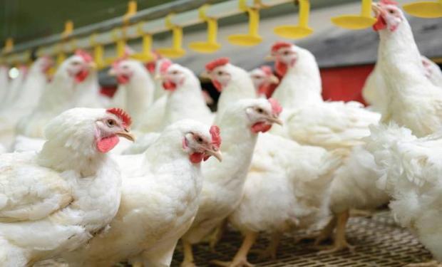 Destacan el control de calidad que existe sobre la industria avícola argentina