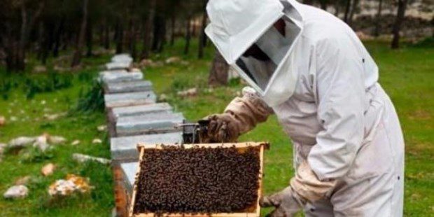 El sector apícola produce casi un 50% menos