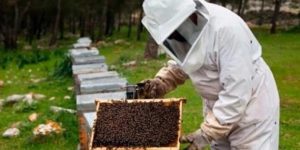 El sector apícola produce casi un 50% menos