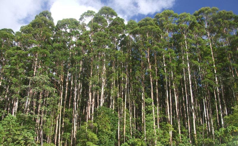 Se reúne en UCIP la Mesa Forestal Región Sudeste