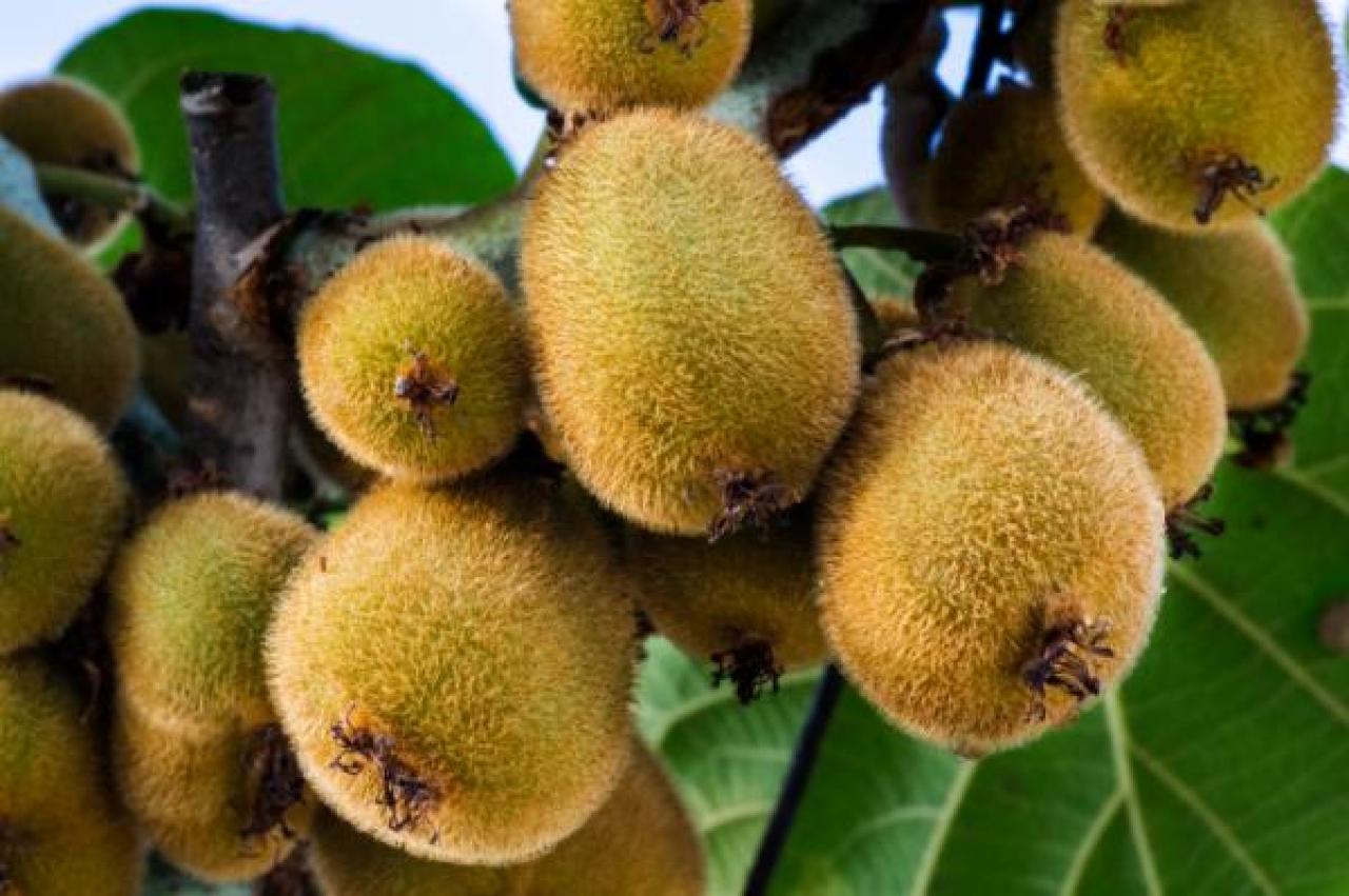 Importantes operativos para frenar el hurto de kiwi