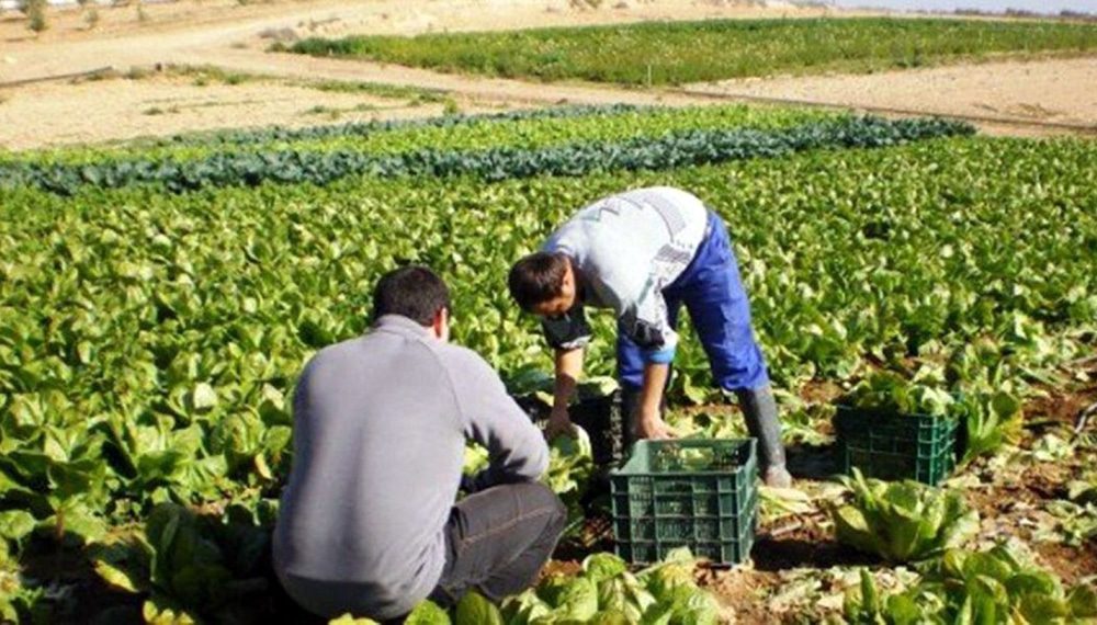 Provincia presentó financiamiento para el sector frutícola, hortícola y viverista