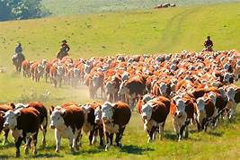 Banco Nación: Créditos a tasa bonificada para productores ganaderos y de la industria de la carne