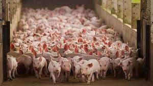 Lanzan créditos para productores porcinos bonaerenses