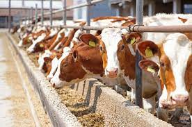 Lanzan programa de apoyo económico para el sector bovino