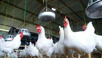 Economía destina $3.200 millones para asistir a productores aviares