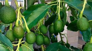 La primera cosecha marplatense de palta le abre paso a una nueva industria