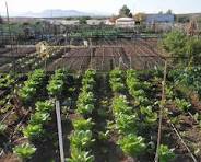 Huerta Urbana Bonaerense