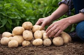 Trabajo agrario: nuevas remuneraciones